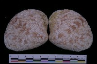 藏品(千妮簾蛤)的圖片